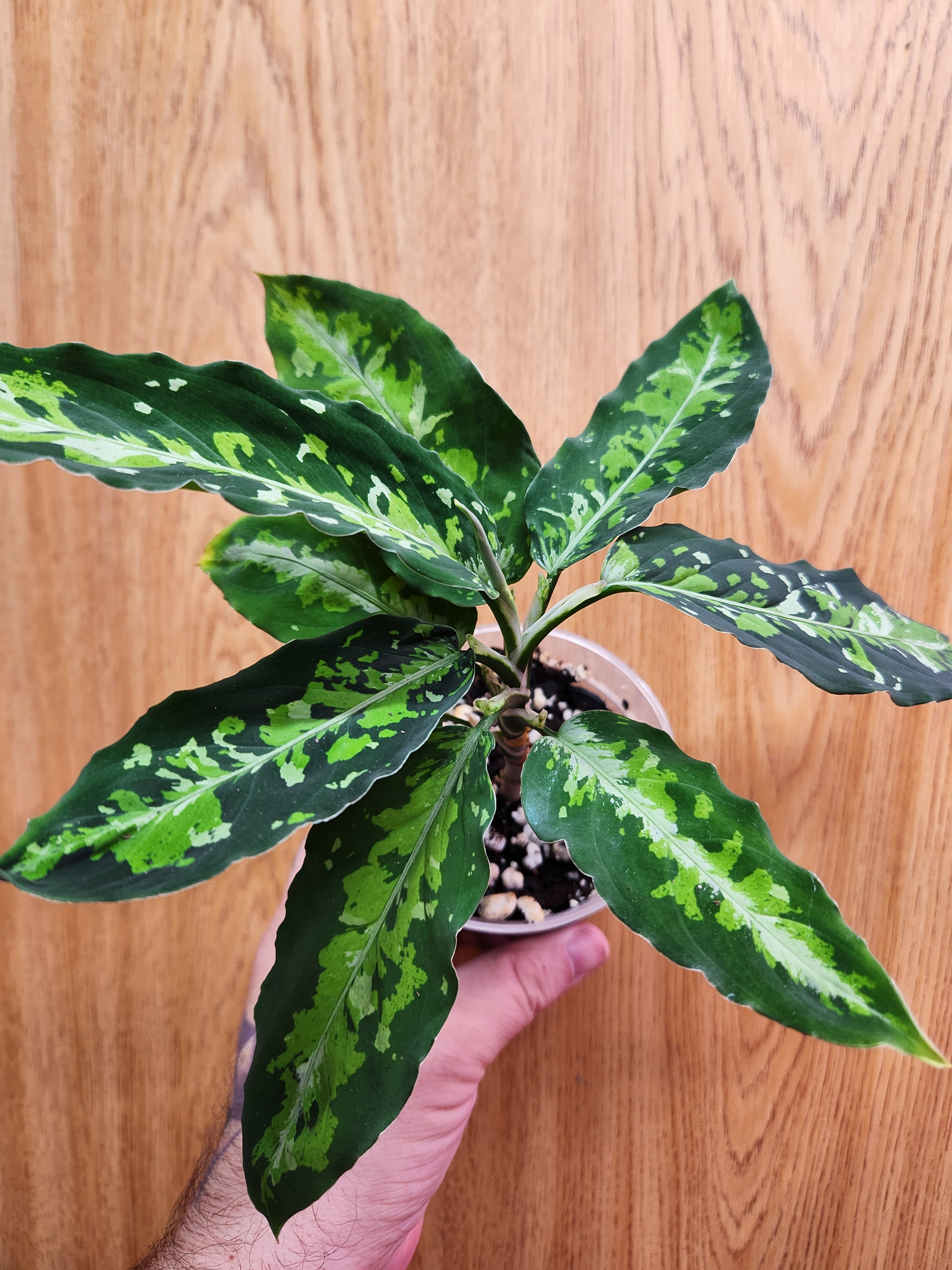 Aglaonema Pictum Tricolor 4