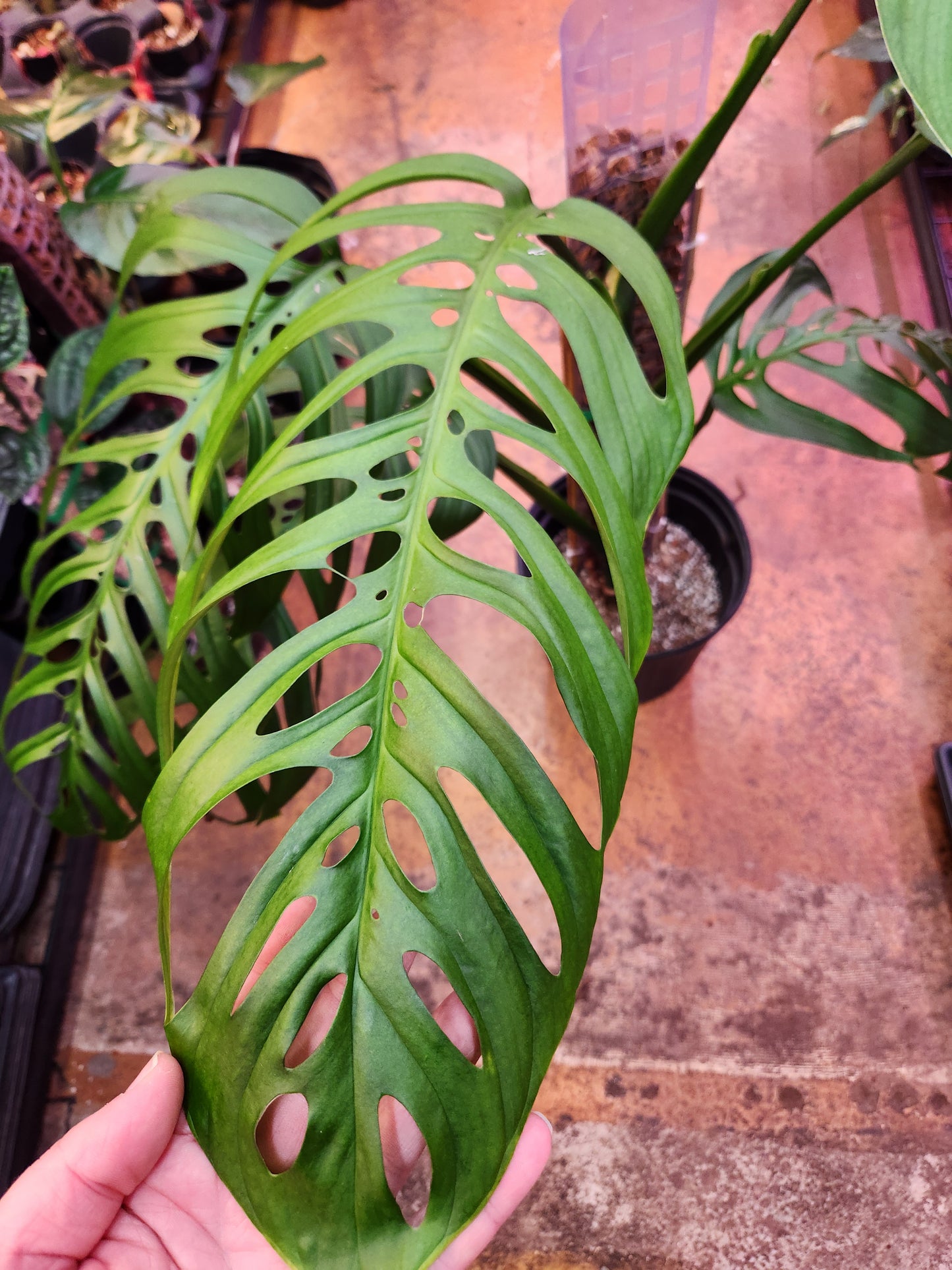 Monstera Esqueleto Mature 10" Pot on Pole