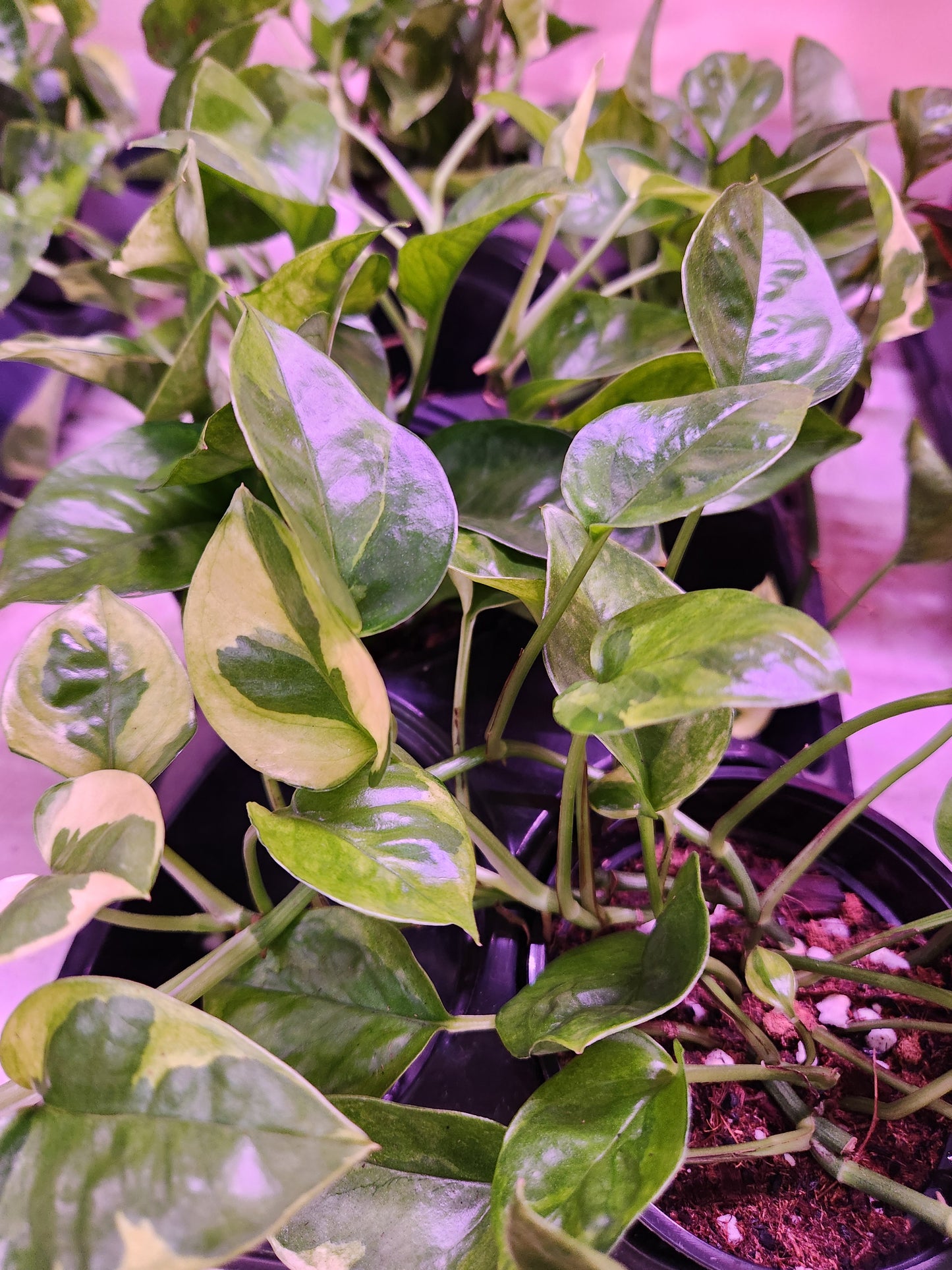 Lemon Meringue Pothos 4" Pot