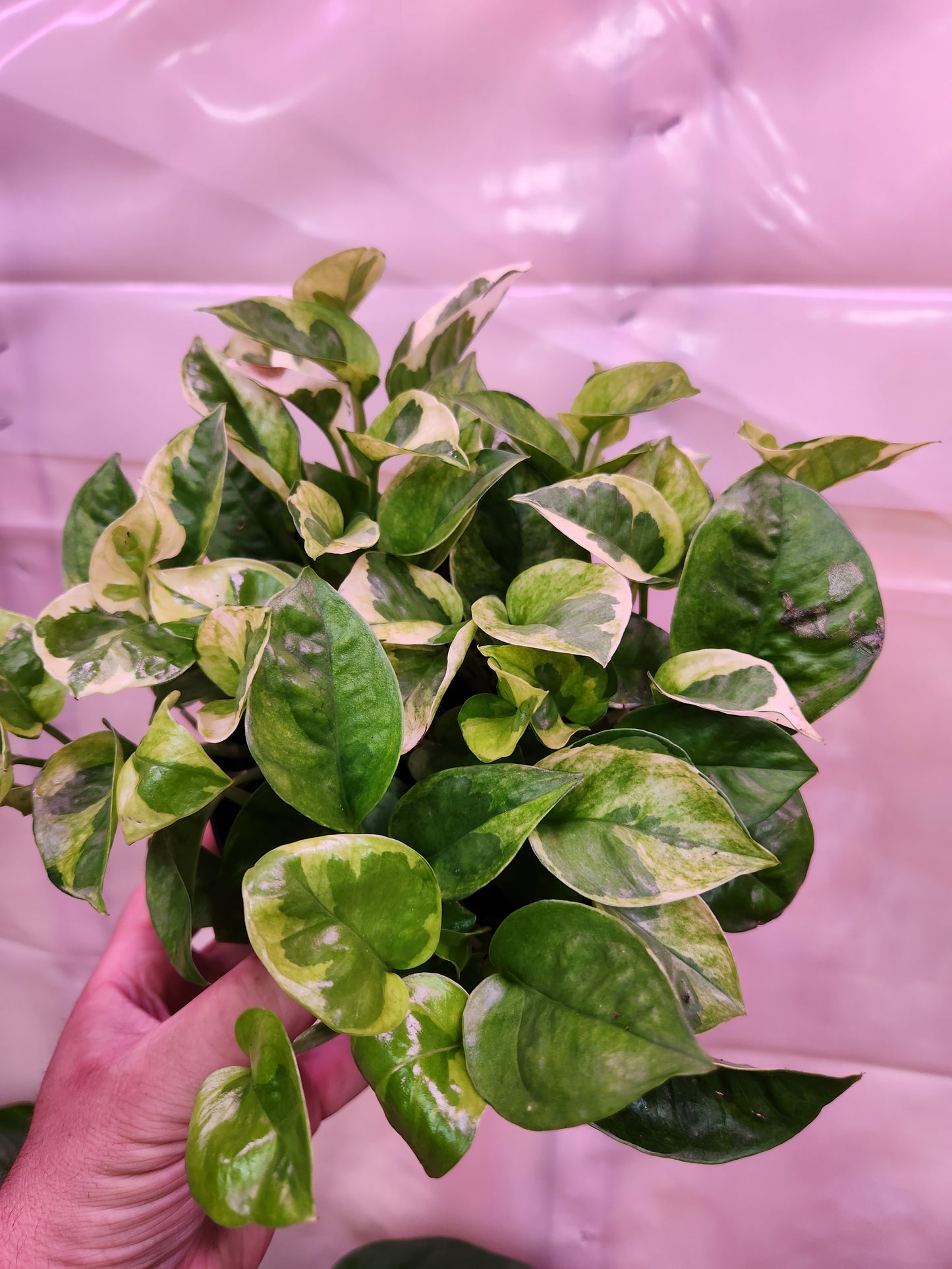 Lemon Meringue Pothos 6" Pot