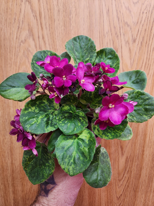 African Violet Variegated 4" Pot