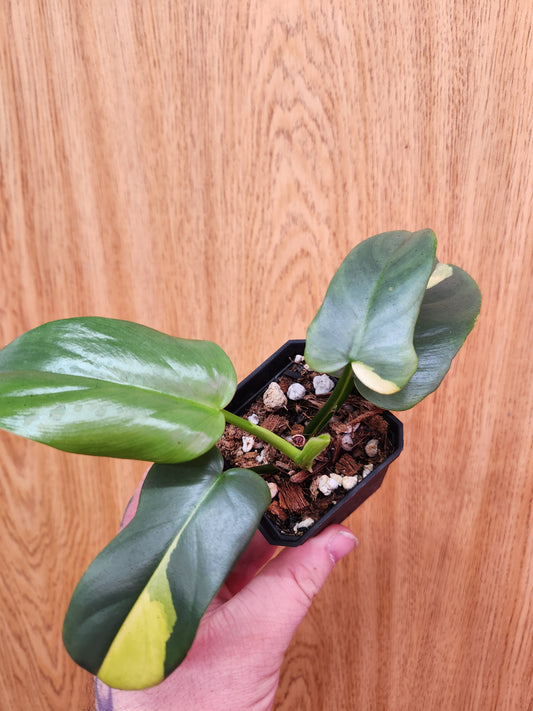 Philodendron Bipennifolium Variegated 4" Pot