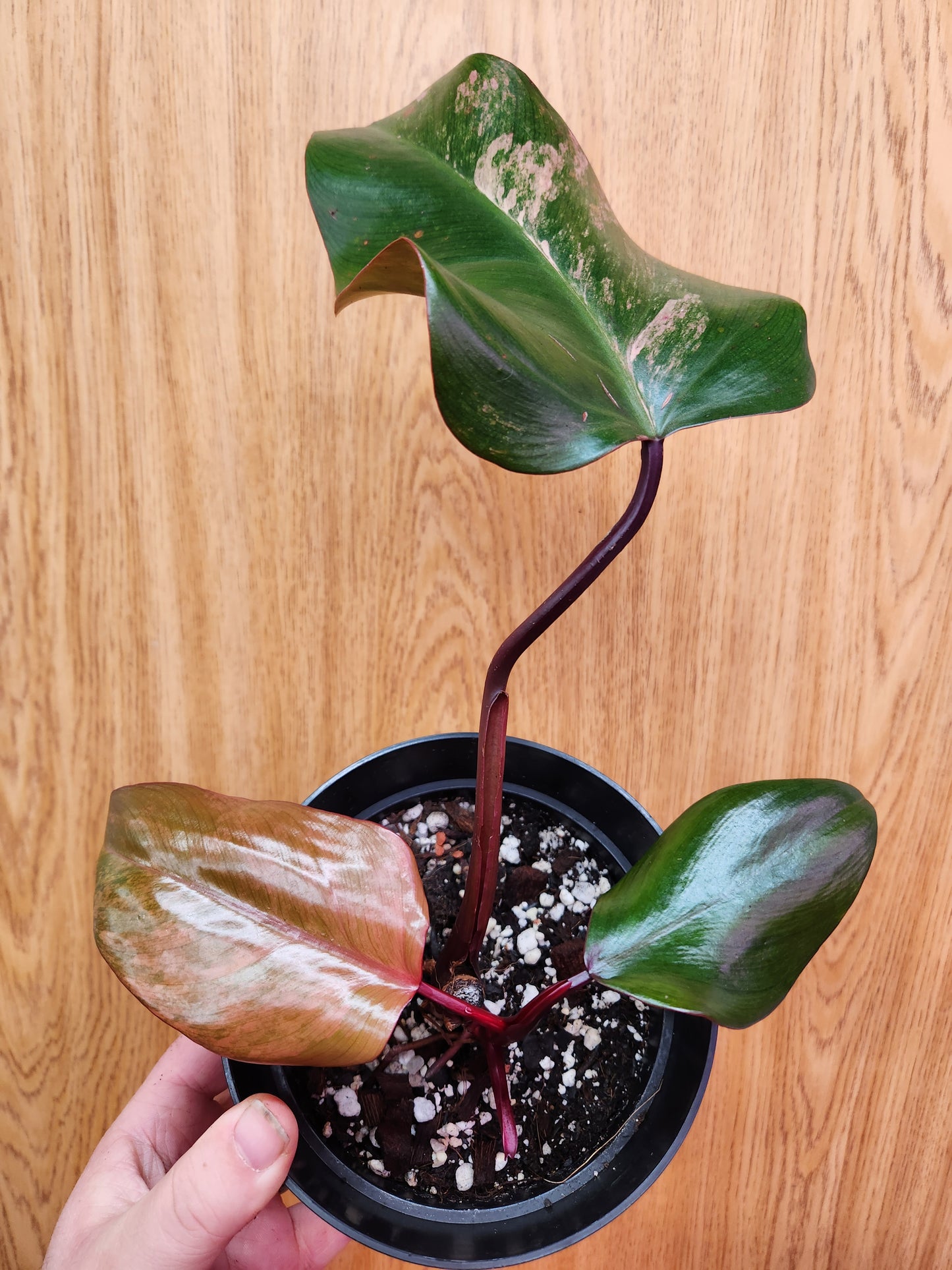 Philodendron Strawberry Shake 6" Pot