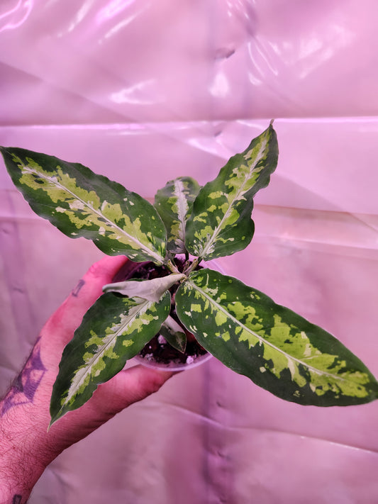 Aglaonema Pictum Tricolor 4" Pot