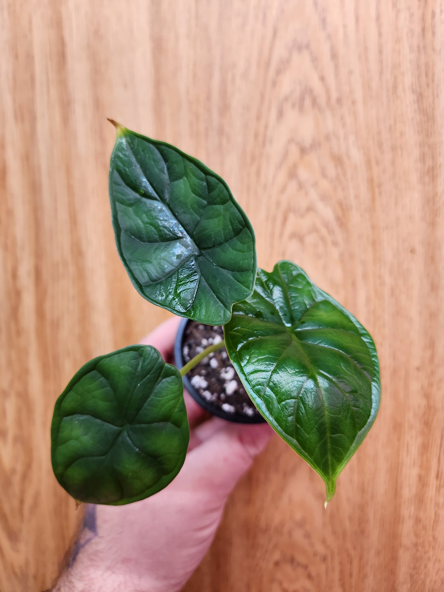 Alocasia Dragon Scale 2" Pot