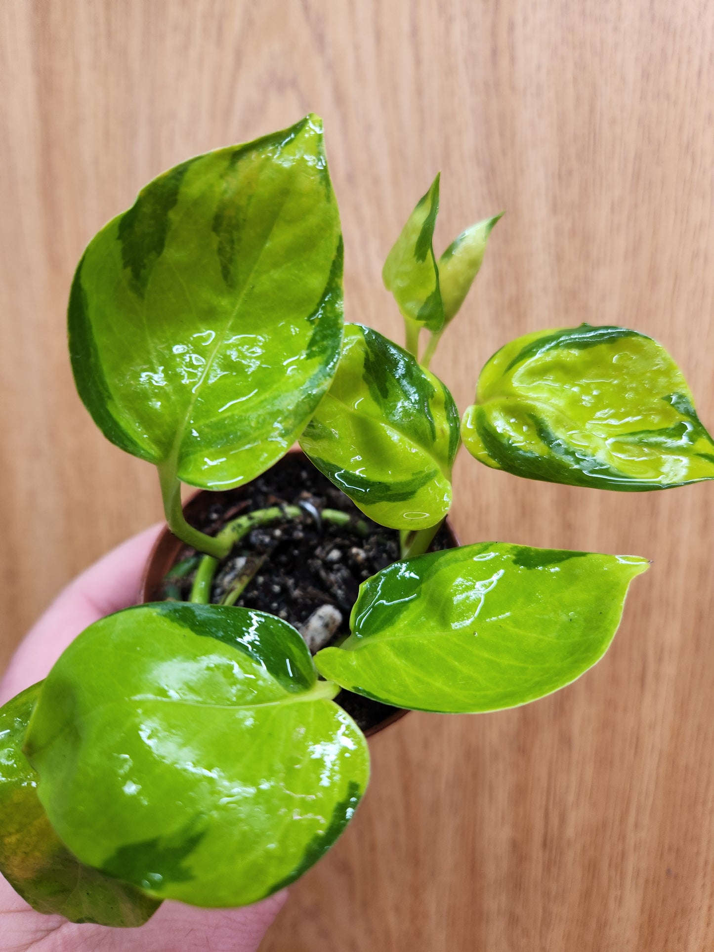 Neon Joy Pothos 2" Pot