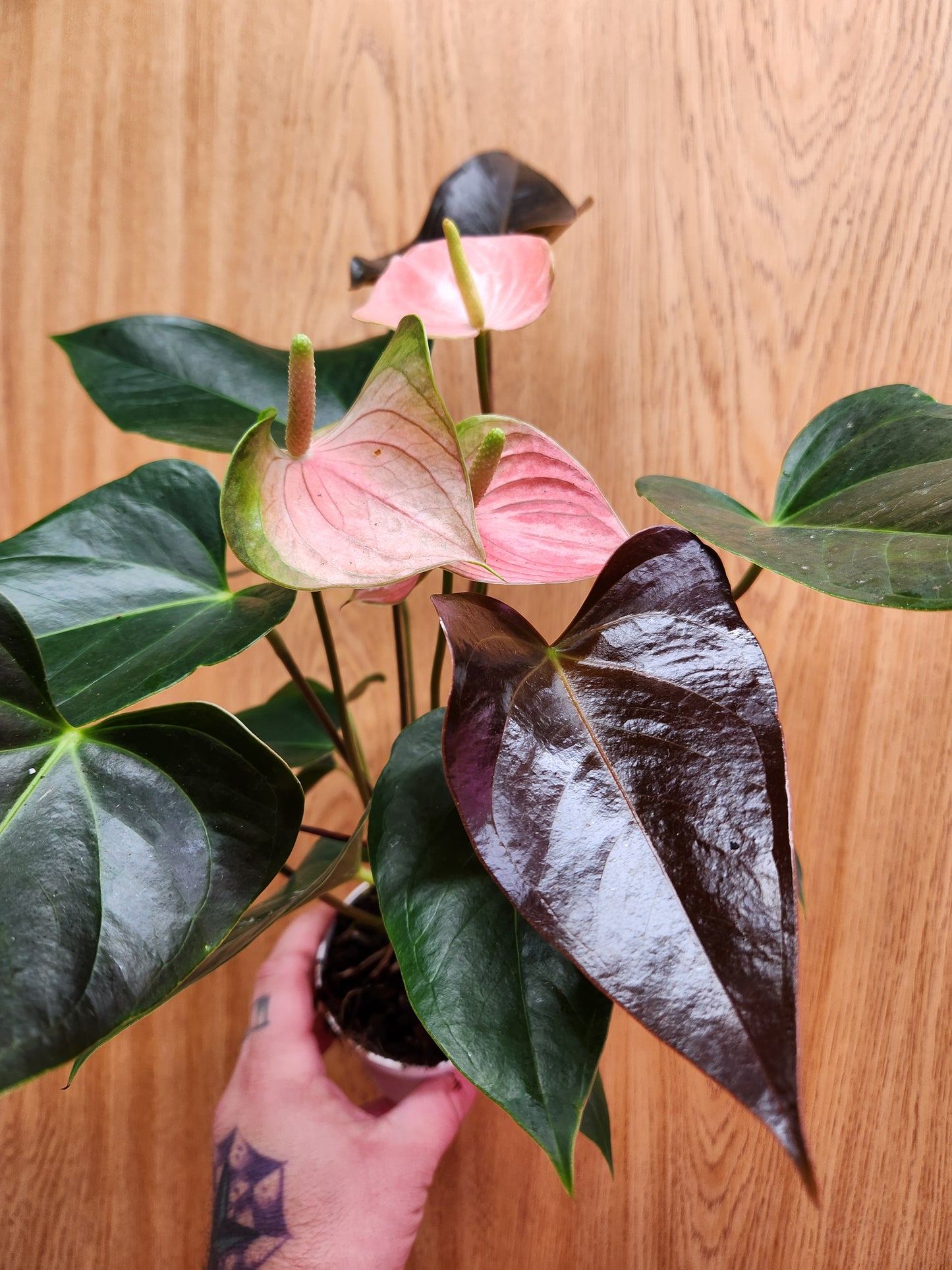 Anthurium 'Rainbow Champion' 4" Pot