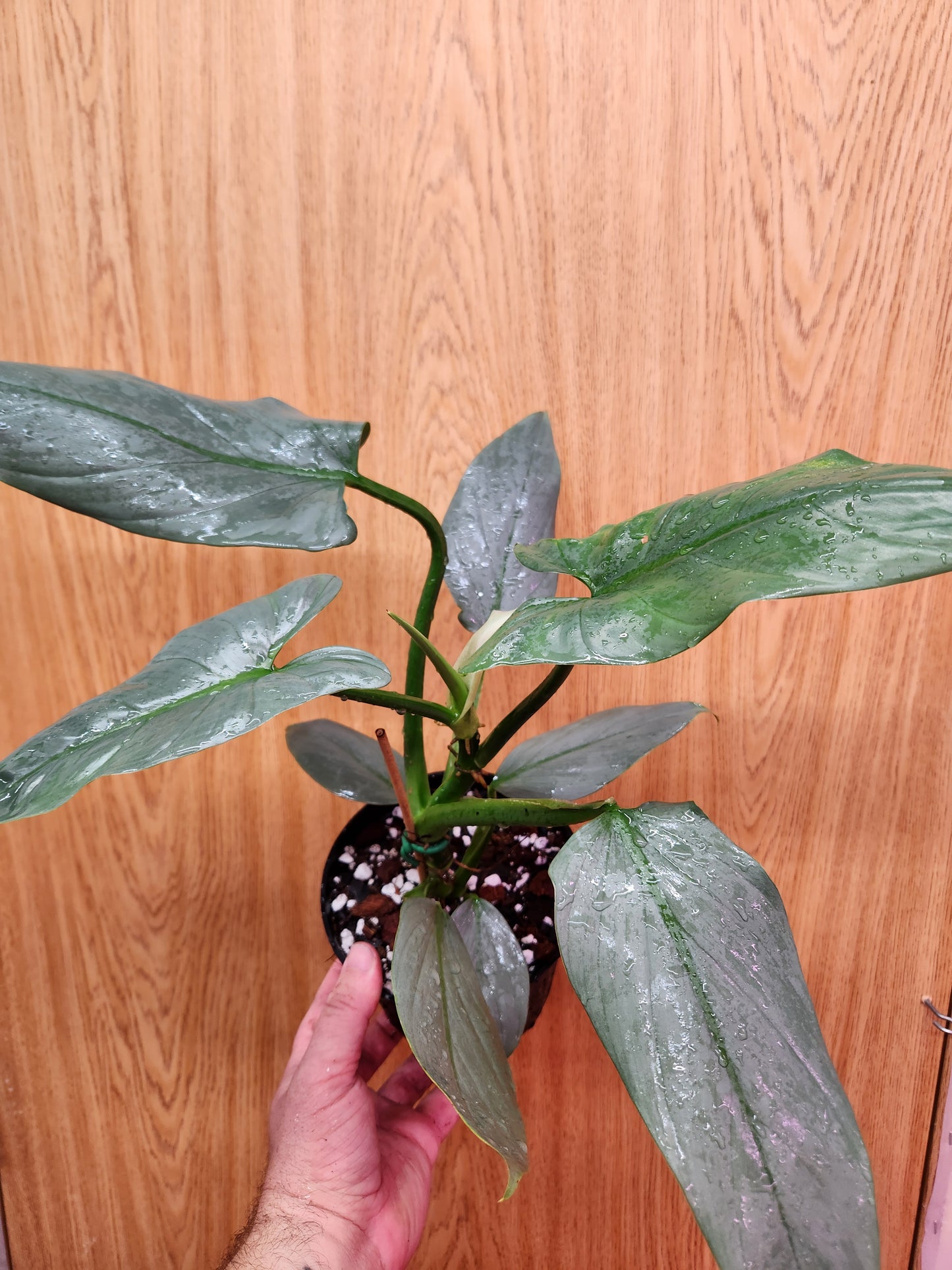 Philodendron Silver Sword 6" Pot