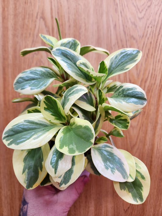 Peperomia Obtusifolia Variegated 4" Pot