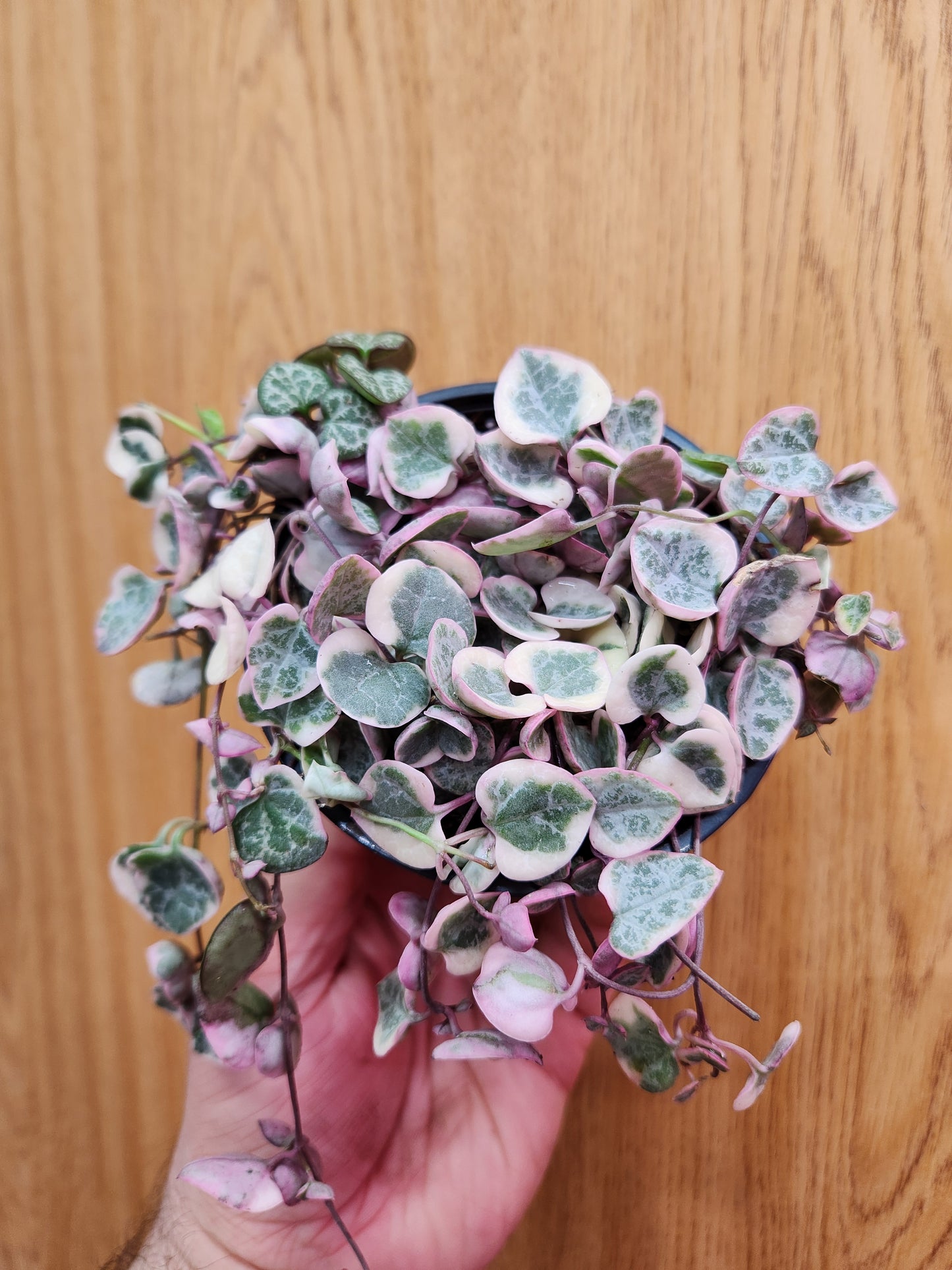 String of Hearts Variegated 4" Pot