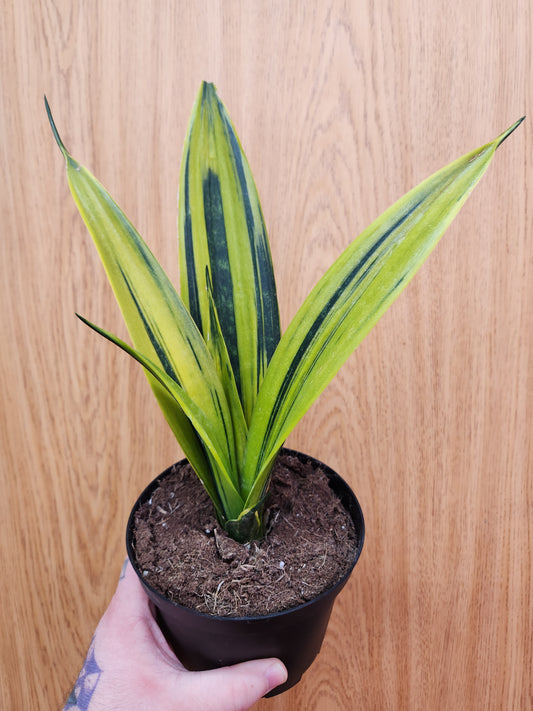 Sansevieria Golden Flame 6" Pot