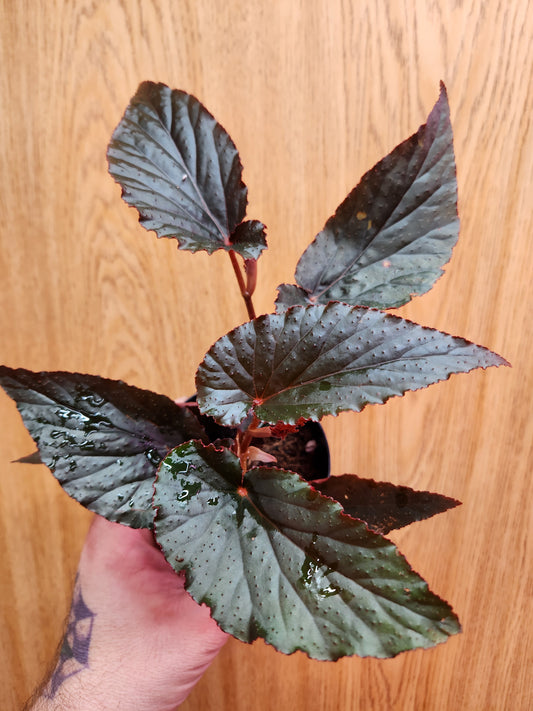 Begonia Angel Wing 'Black Magic' 4" Pot