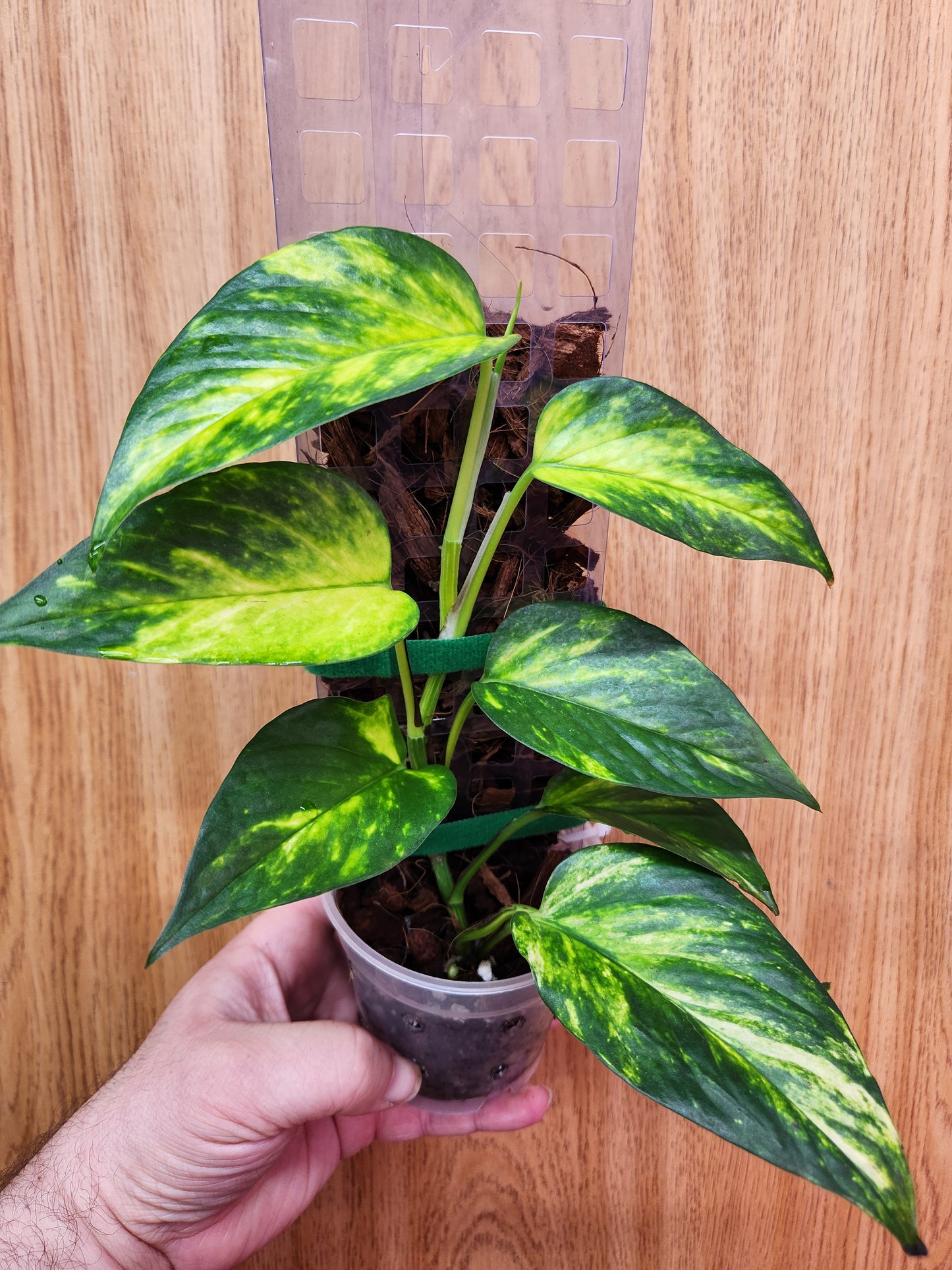 *Rare!* Pothos 'Teruno Resort' 4" Pot w/Pole