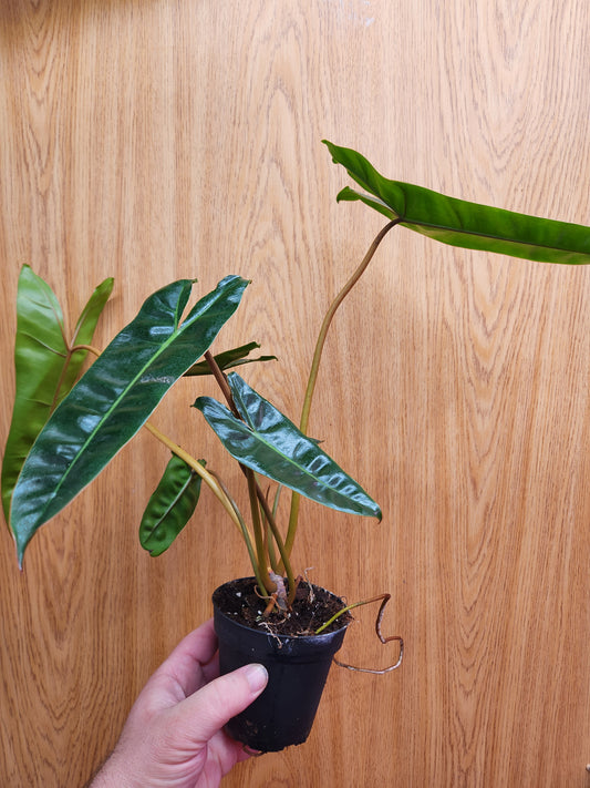 Philodendron Billietiae 6" Pot