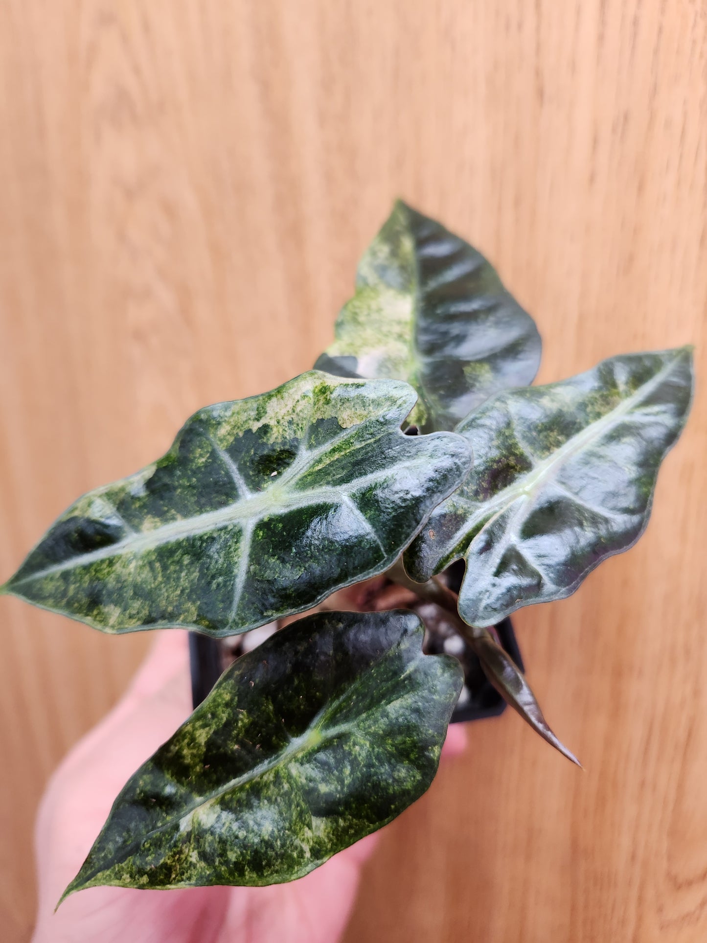 Alocasia Polly Variegated 2" Pot