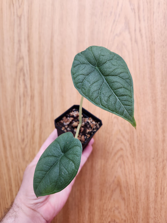 Alocasia Melo 2" Pot