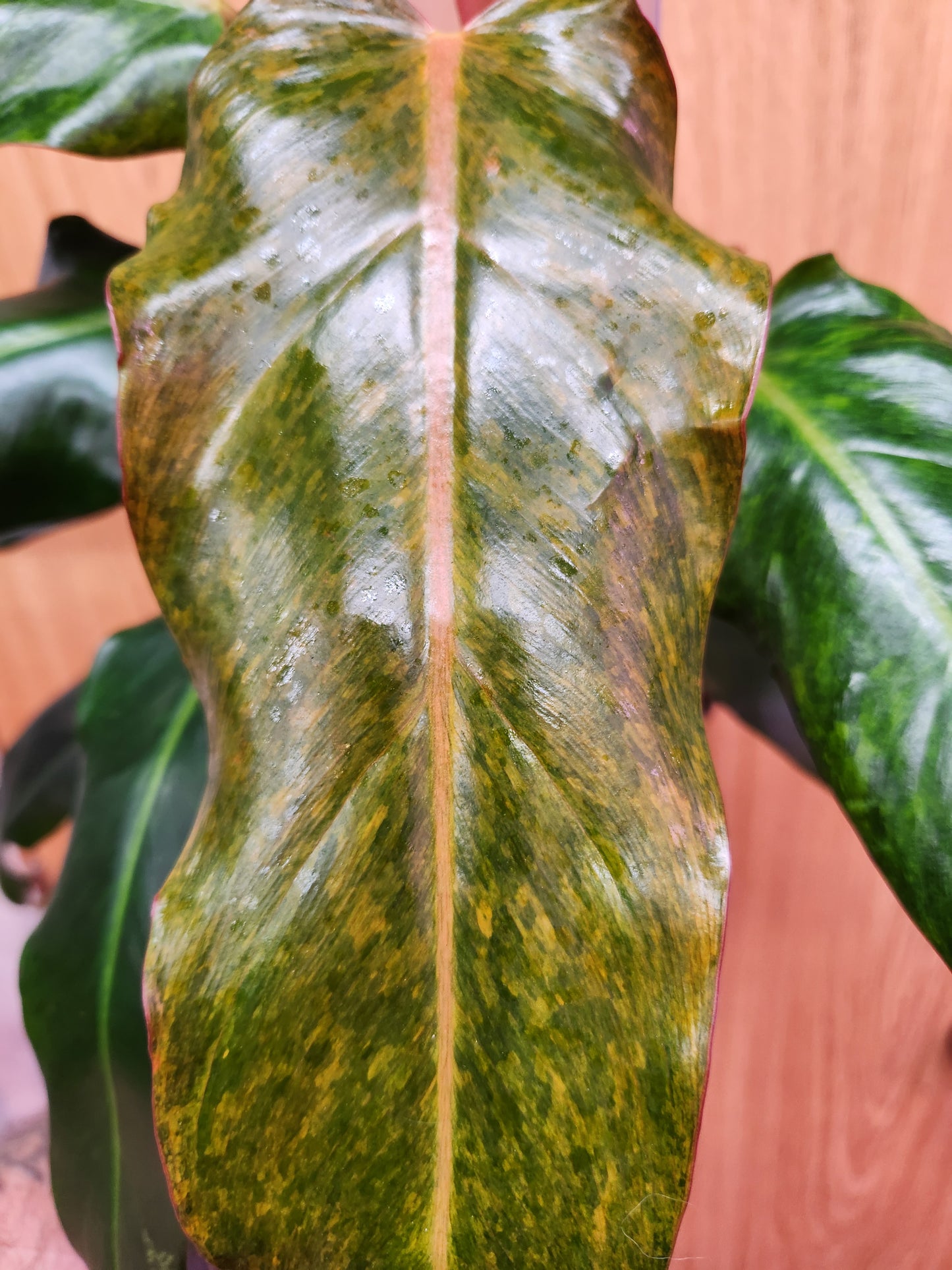 Philodendron Orange Marmalade 6" Pot on Pole