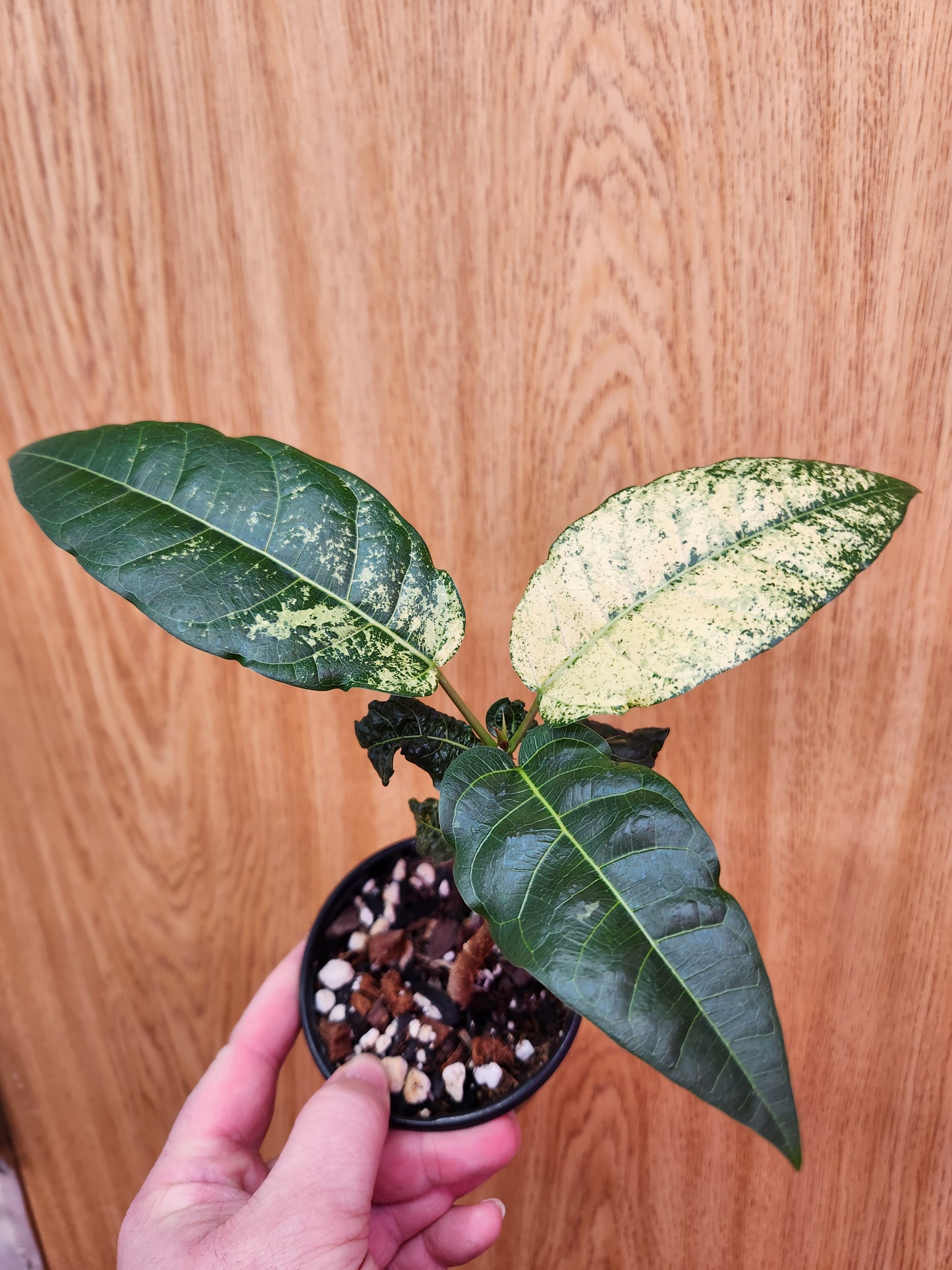 Ficus Clown Fig 4" Pot