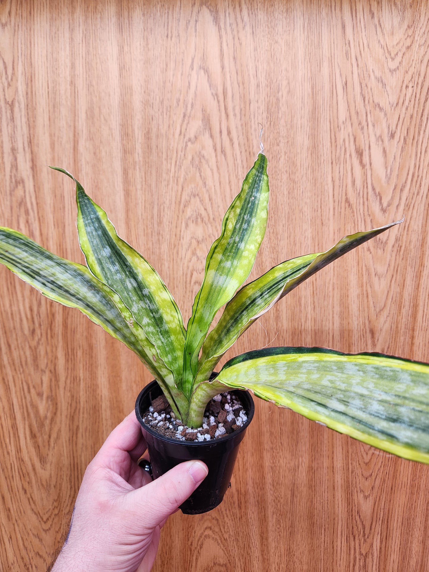 Sansevieria Gold Dust 4" Pot