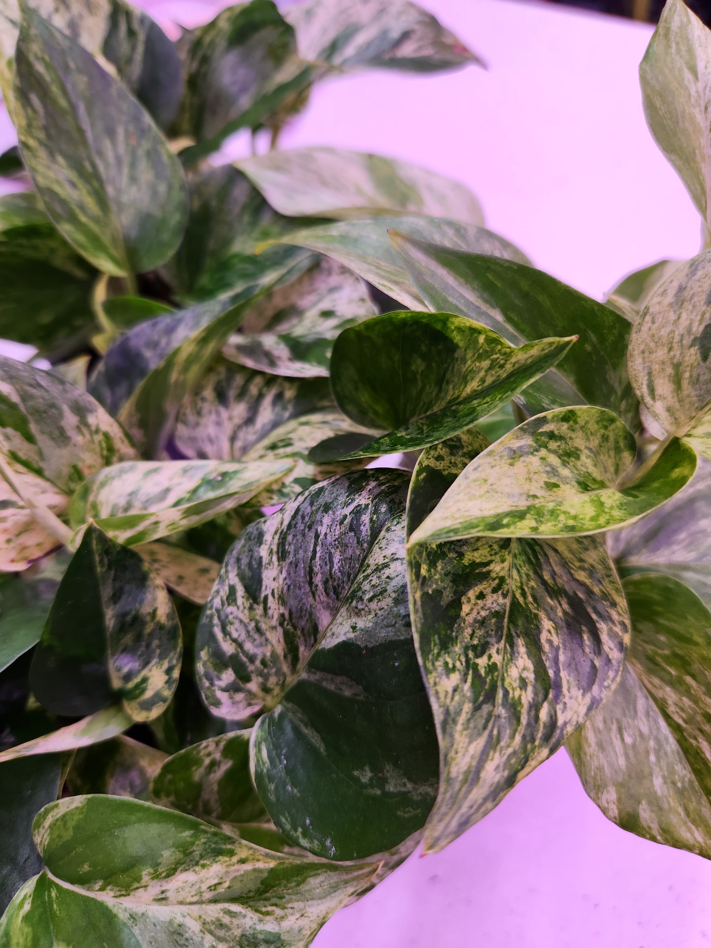 Marble Queen Pothos 4" Pot