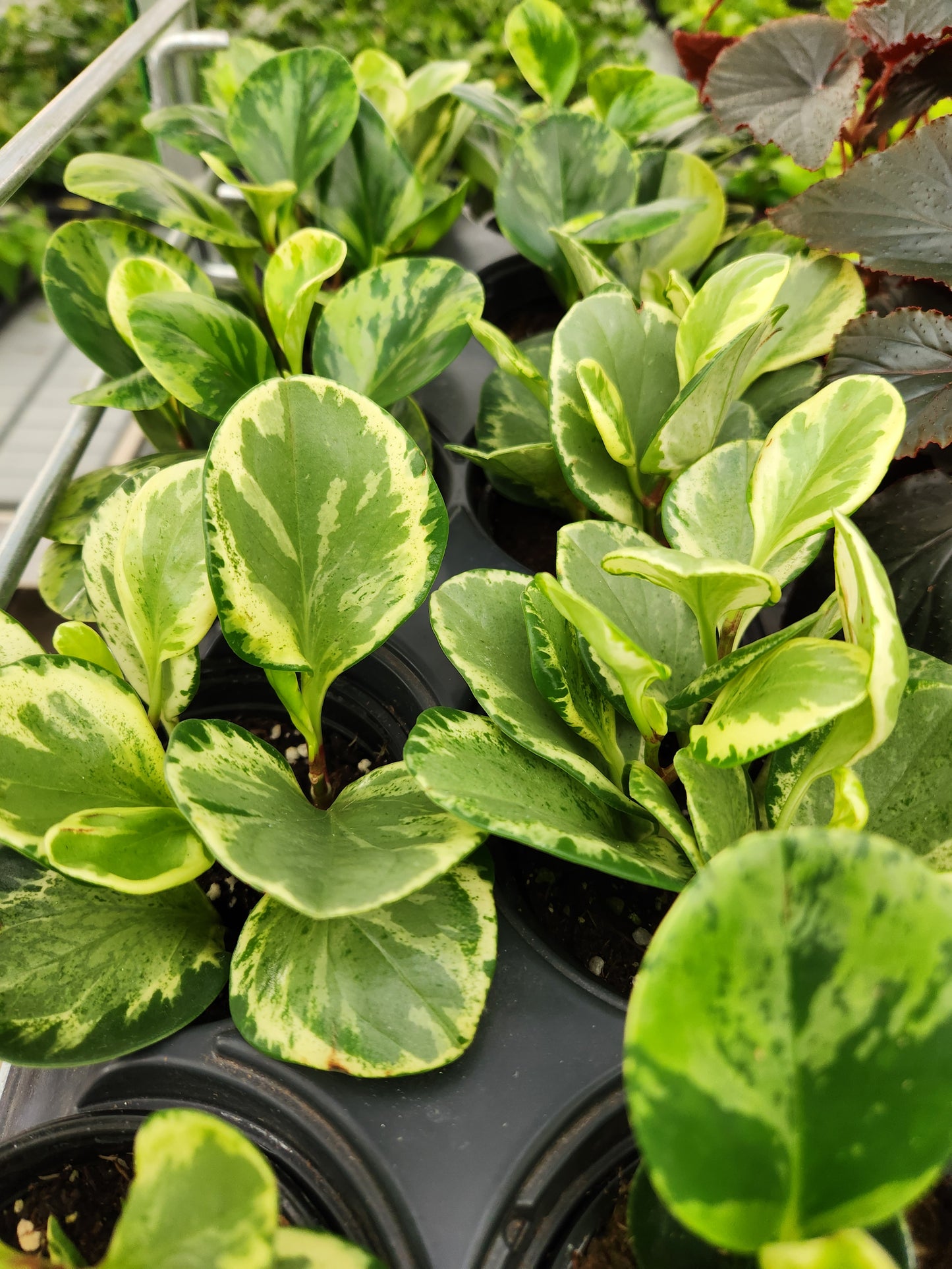 Peperomia Obtusifolia Marble 4" Pot