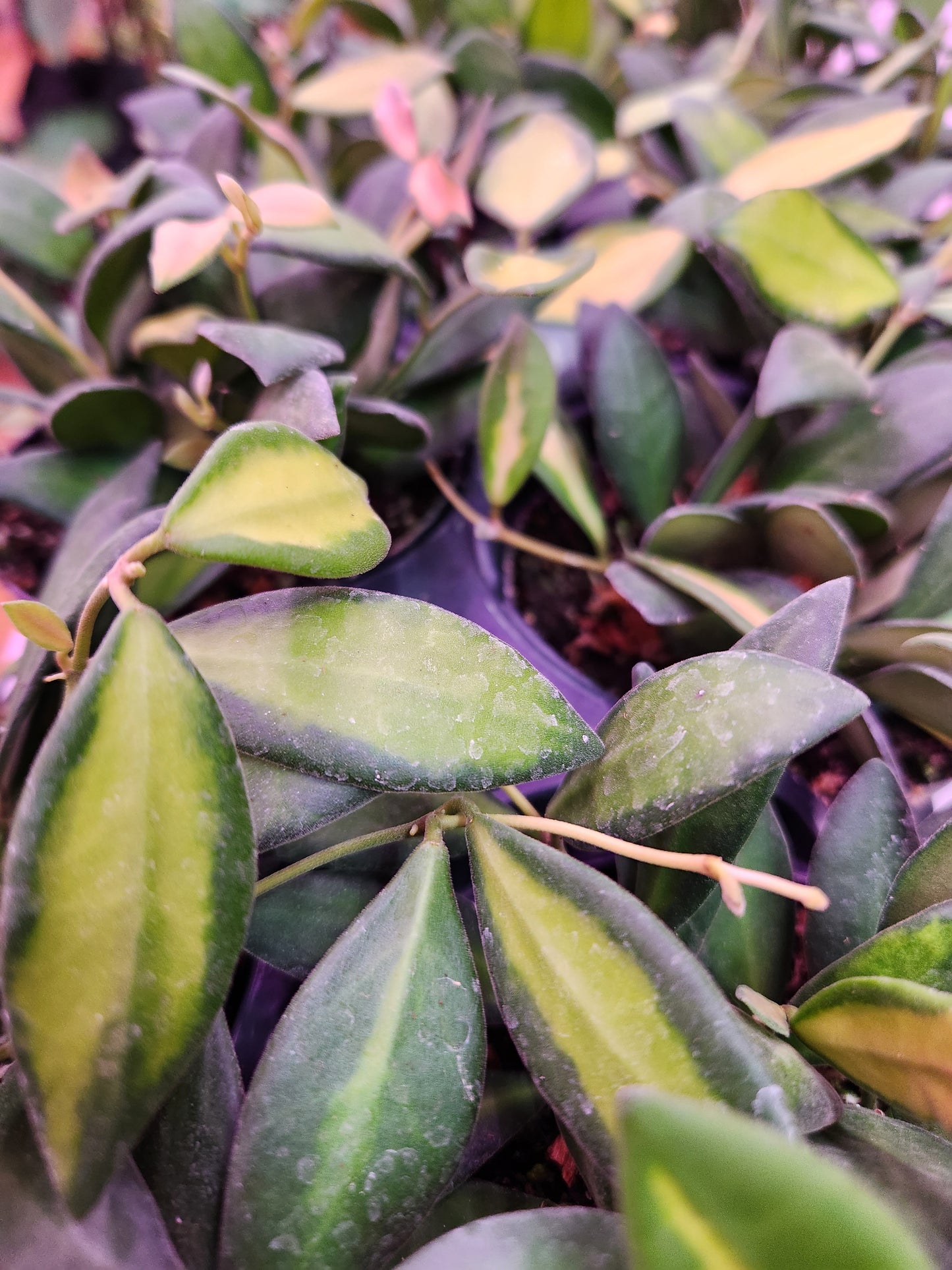 Hoya DS70 Variegated 4" Pot