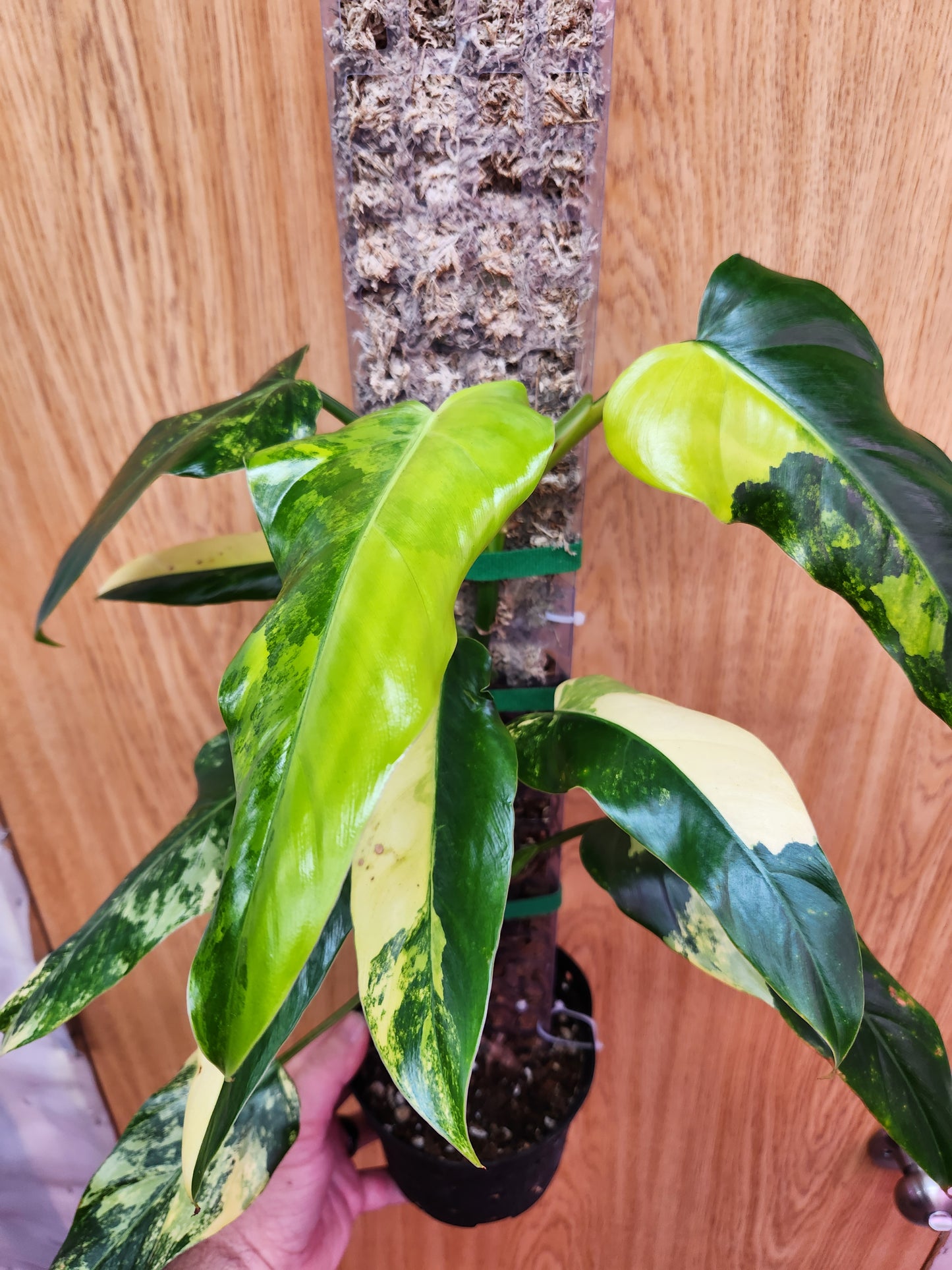 Philodendron Domesticum Variegated 6" Pot on Pole