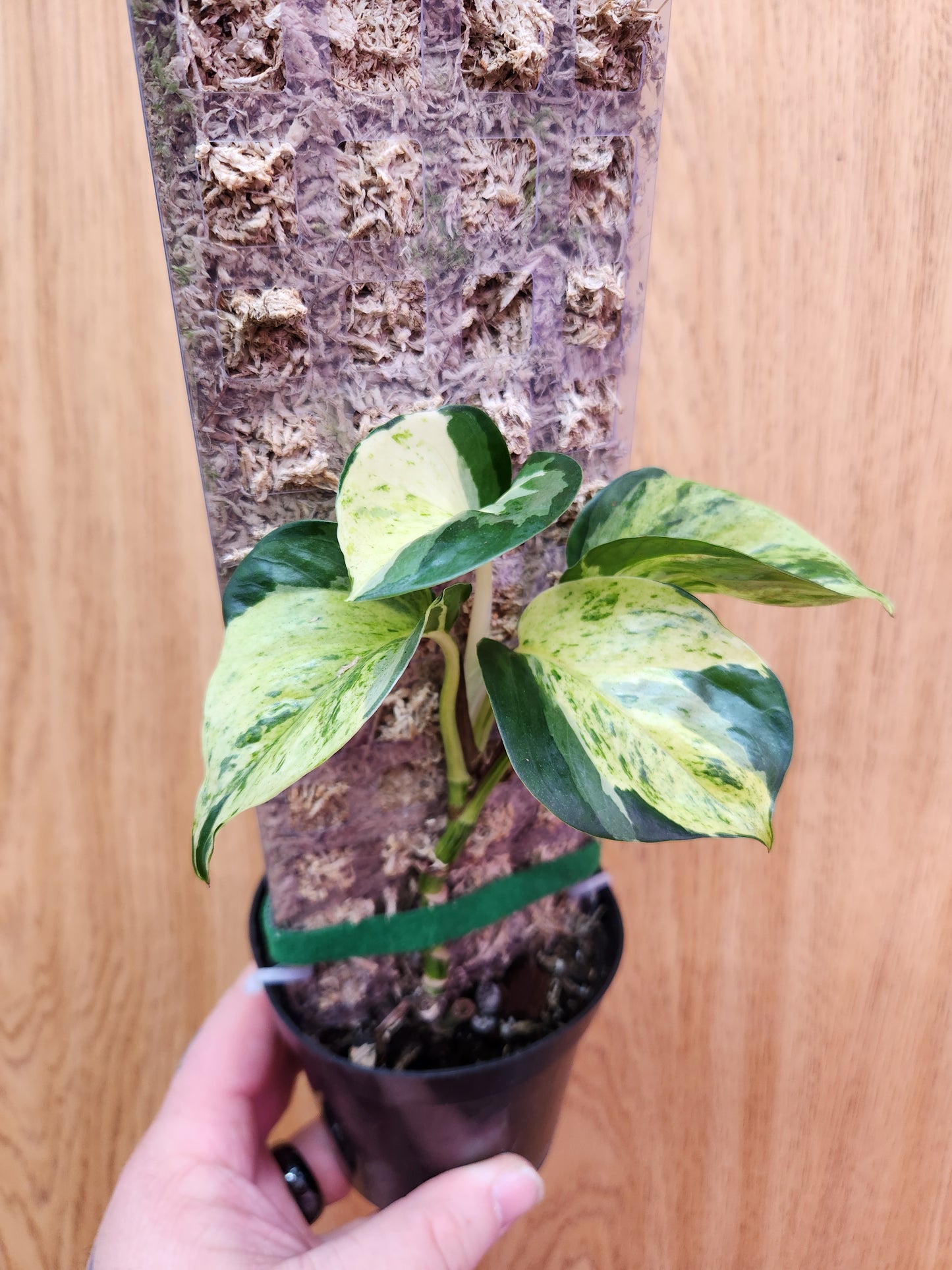 Manjula Pothos Compacta 4" Pot on Pole