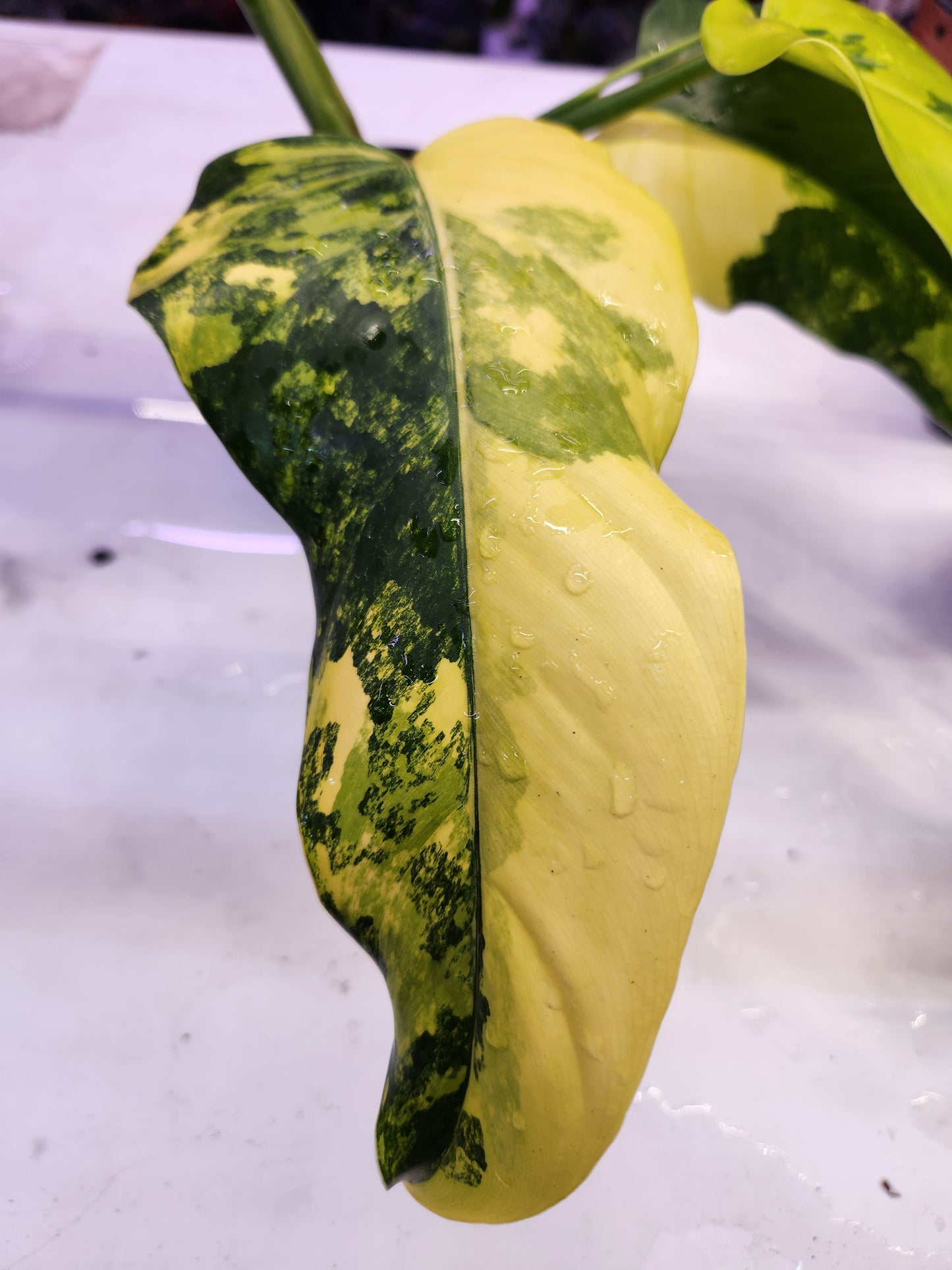 Philodendron Domesticum Variegated 4" Pot